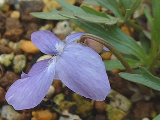 スミレ　Viola pedatifida prairie violet　距