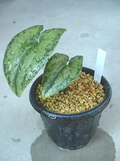 クワイバカンアオイ（慈姑葉寒葵）