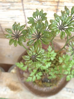 セリバオウレンの果実