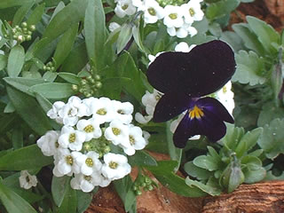 スイートアリッサム