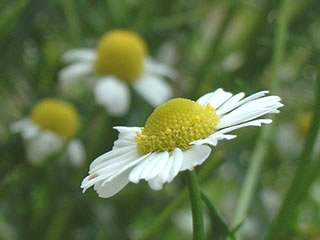 ジャーマンカモミール