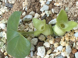 クロヒメカンアオイ（黒姫寒葵）