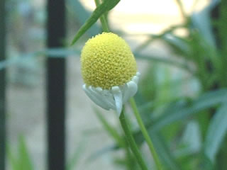 ジャーマンカモミール