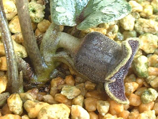 クワイバカンアオイ