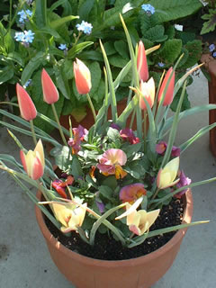 原種系チューリップ クルシアナ シンシア