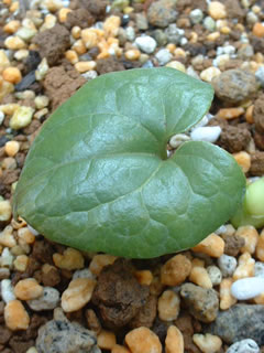 クロヒメカンアオイ（黒姫寒葵）