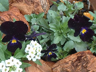 ビオラ ブラックジャック