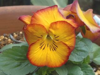 メープルリカコ　虹色スミレ メープルリカ（１）