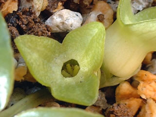 クロヒメカンアオイ（黒姫寒葵）