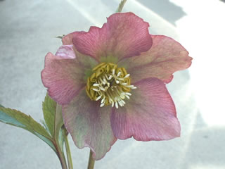 ヘレボルス オリエンタリス（ガーデンハイブリッド）