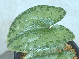 クワイバカンアオイ