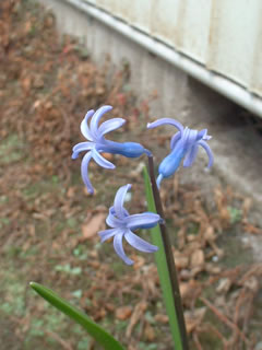 わたし、ヒアシンスです。