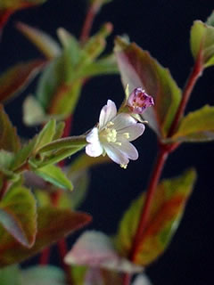 エゾアカバナ（蝦夷赤花）