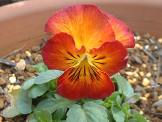 メープルリカコ　虹色スミレ メープルリカ（２）