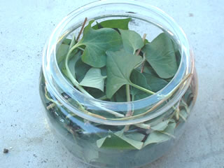 ドクダミ木酢液