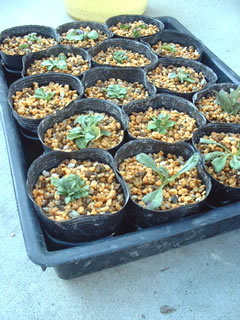 バイオゴールドバイタル漬け