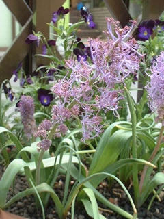 ムスカリ コモサム プルモーサム