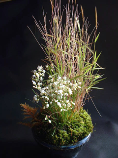 白花のキイイトラッキョウ