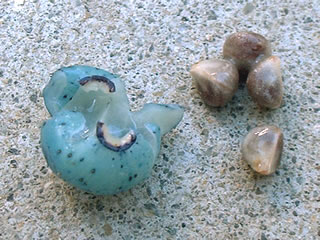 ノブドウの種子