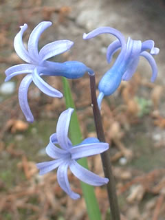 わたし、ヒアシンスです。