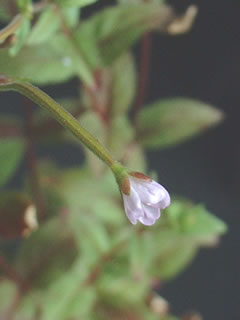 エゾアカバナ（蝦夷赤花）