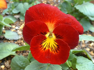 メープルリカコ　虹色スミレ メープルリカ（３）