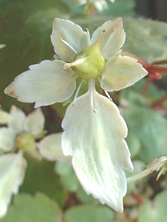 大文字草 ‘緑仙’