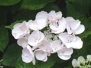 カメレオンハイドランジア ホバリア ‘ホベラ’