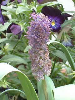 ムスカリ コモサム プルモーサム