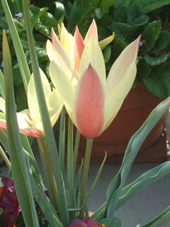 原種系チューリップ クルシアナ シンシア