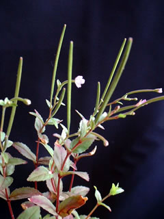 エゾアカバナ（蝦夷赤花）