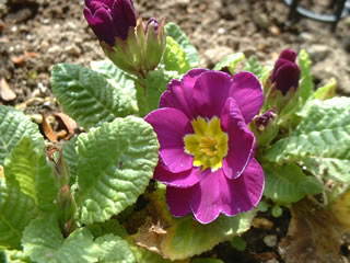 プリムラ ポリアンサ　紫