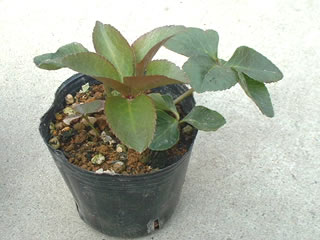 クリスマスローズ オリエンタリス 発芽から１年の苗