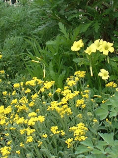 黄花アリッサム（アウリニア サクサティリス）