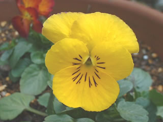 メープルリカコ　虹色スミレ メープルリカ（４）