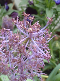 ムスカリ コモサム プルモーサム