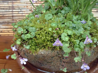 シンバラリア・ムラリス（ツタバウンラン、ウンランカズラ）