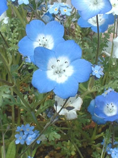ネモフィラ　インシグニス（ベビーブルーアイズ）