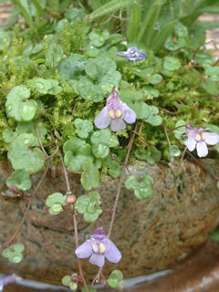 シンバラリア・ムラリス（ツタバウンラン、ウンランカズラ）