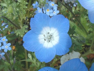 ネモフィラ　インシグニス（ベビーブルーアイズ）