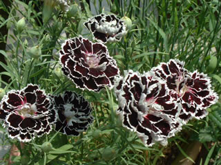 ダイアンサス‘ブラックアンドホワイト’