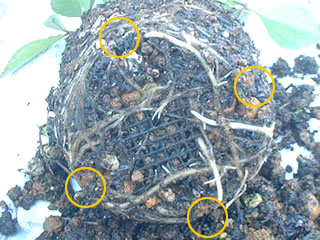 簡易スリットポットの成果