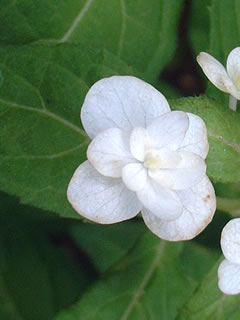 山紫陽花 「富士の滝」