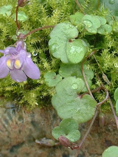 シンバラリア・ムラリス（ツタバウンラン、ウンランカズラ）