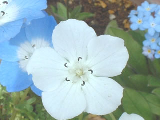 ネモフィラ　インシグニス 白