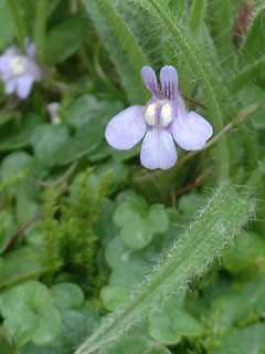 シンバラリア・ムラリス（ツタバウンラン、ウンランカズラ）