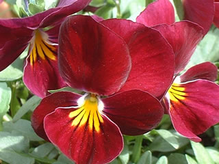 ビオラ スィートローズ