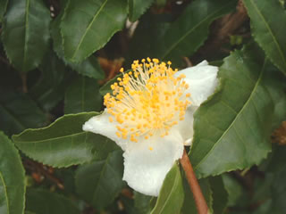 チャノキ（茶の木）