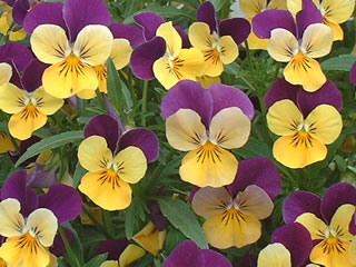 ビオラ ペニー オレンジジャンプアップ