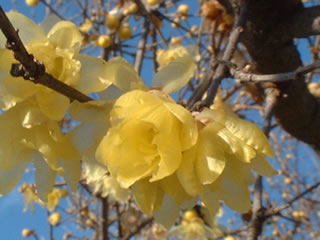 ソシンロウバイ（素心蝋梅）